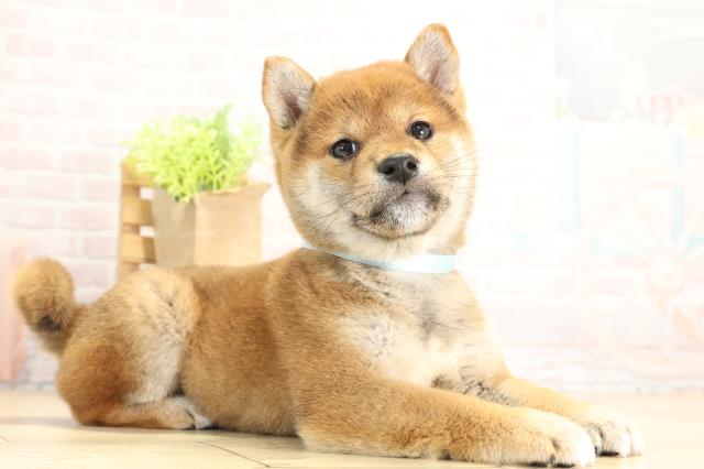 愛知県の豆柴 (Coo&RIKU名古屋中川店/2025年11月29日生まれ/男の子/赤)の子犬の2枚目の画像