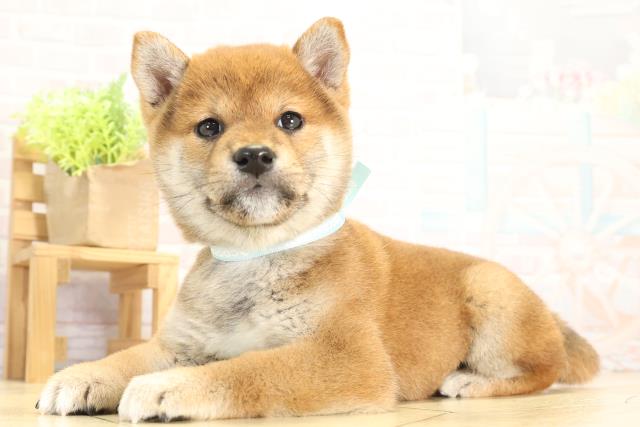 愛知県の豆柴 (Coo&RIKU名古屋中川店/2025年11月29日生まれ/男の子/赤)の子犬の3枚目の画像