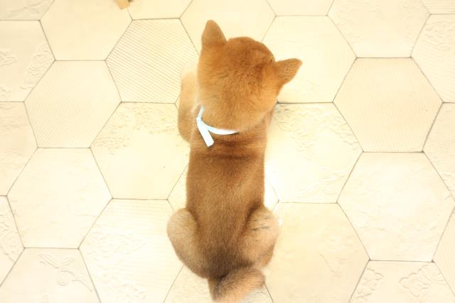 愛知県の豆柴 (Coo&RIKU名古屋中川店/2025年11月29日生まれ/男の子/赤)の子犬の4枚目の画像