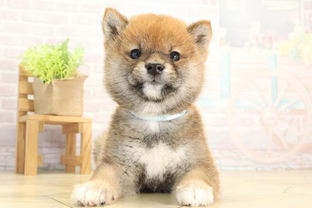 愛知県の豆柴 (Coo&RIKU名古屋みなと店/2025年11月29日生まれ/男の子/赤)の子犬の1枚目の画像