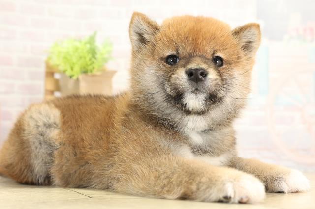 愛知県の豆柴 (Coo&RIKU名古屋みなと店/2025年11月29日生まれ/男の子/赤)の子犬の2枚目の画像