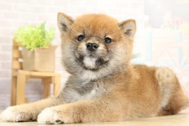 愛知県の豆柴 (Coo&RIKU名古屋みなと店/2025年11月29日生まれ/男の子/赤)の子犬の3枚目の画像