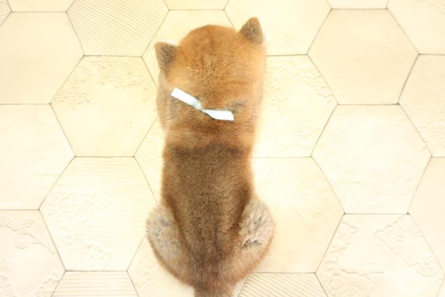 愛知県の豆柴 (Coo&RIKU名古屋みなと店/2025年11月29日生まれ/男の子/赤)の子犬の4枚目の画像