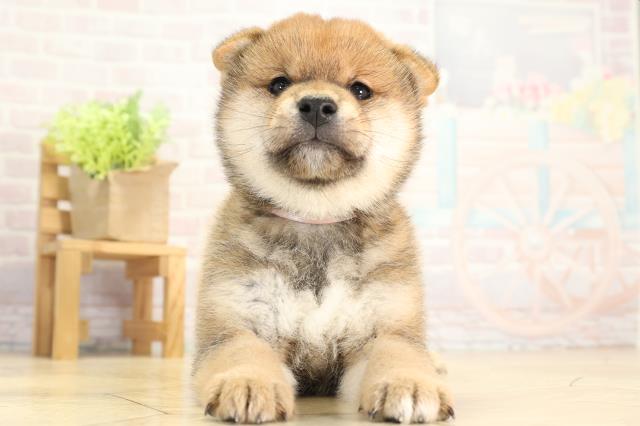 愛知県の柴犬(標準サイズ) (Coo&RIKU名古屋中川店/2025年11月28日生まれ/女の子/赤)の子犬の1枚目の画像