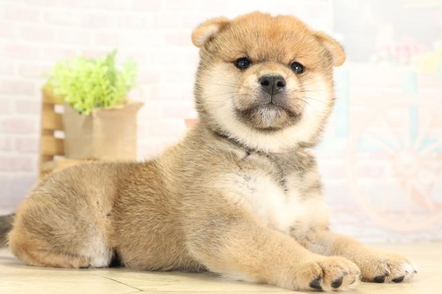 愛知県の柴犬(標準サイズ) (Coo&RIKU名古屋中川店/2025年11月28日生まれ/女の子/赤)の子犬の2枚目の画像