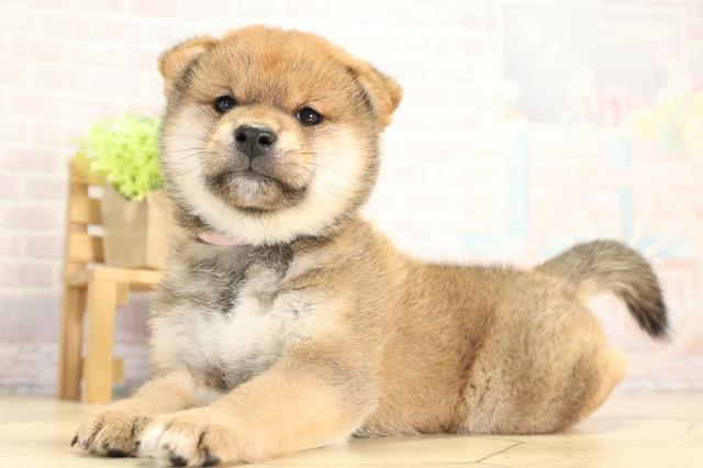 愛知県の柴犬(標準サイズ) (Coo&RIKU名古屋中川店/2025年11月28日生まれ/女の子/赤)の子犬の3枚目の画像