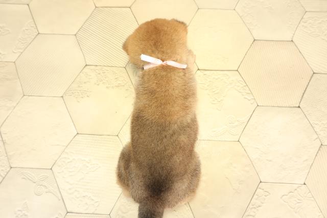 愛知県の柴犬(標準サイズ) (Coo&RIKU名古屋中川店/2025年11月28日生まれ/女の子/赤)の子犬の4枚目の画像