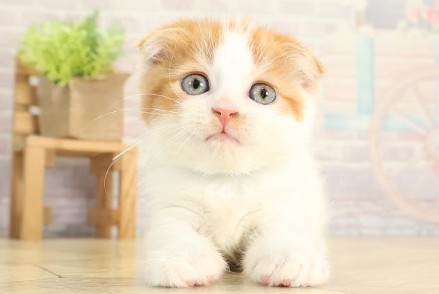 岐阜県のスコティッシュフォールド (Coo&RIKU岐南店/2025年11月30日生まれ/男の子/レッドタビーホワイト)の子猫の1枚目の画像