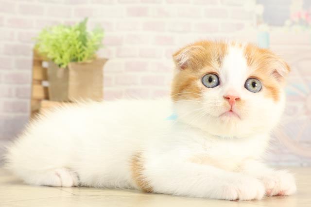 岐阜県のスコティッシュフォールド (Coo&RIKU岐南店/2025年11月30日生まれ/男の子/レッドタビーホワイト)の子猫の2枚目の画像