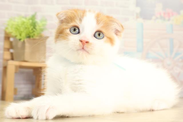 岐阜県のスコティッシュフォールド (Coo&RIKU岐南店/2025年11月30日生まれ/男の子/レッドタビーホワイト)の子猫の3枚目の画像