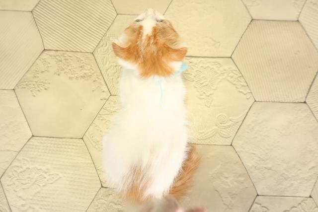 岐阜県のスコティッシュフォールド (Coo&RIKU岐南店/2025年11月30日生まれ/男の子/レッドタビーホワイト)の子猫の4枚目の画像
