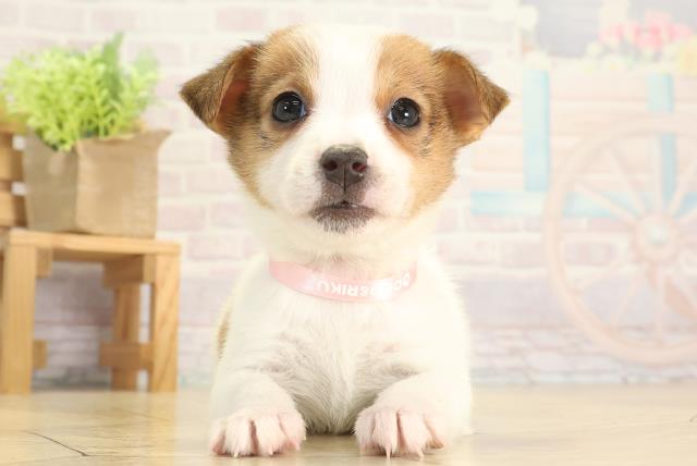 岐阜県のジャックラッセルテリア (Coo&RIKU岐阜店/2025年11月30日生まれ/女の子/タンホワイト)の子犬の1枚目の画像