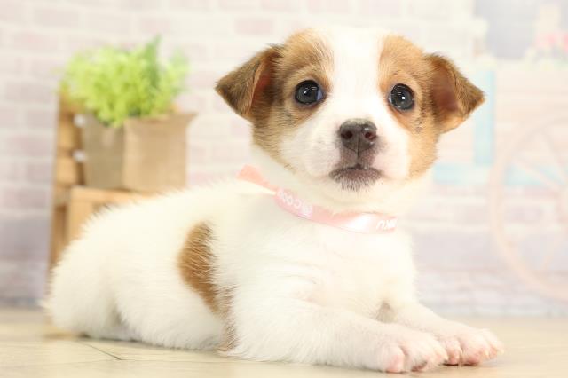 岐阜県のジャックラッセルテリア (Coo&RIKU岐阜店/2025年11月30日生まれ/女の子/タンホワイト)の子犬の2枚目の画像