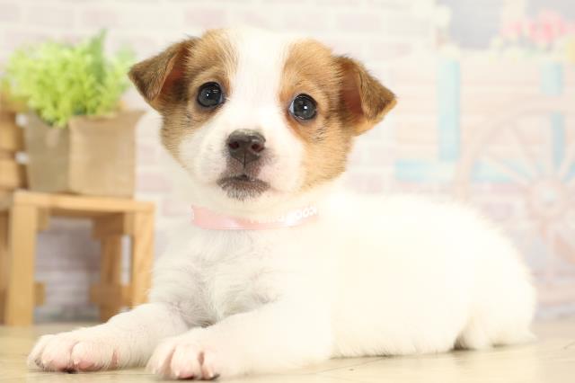 岐阜県のジャックラッセルテリア (Coo&RIKU岐阜店/2025年11月30日生まれ/女の子/タンホワイト)の子犬の3枚目の画像