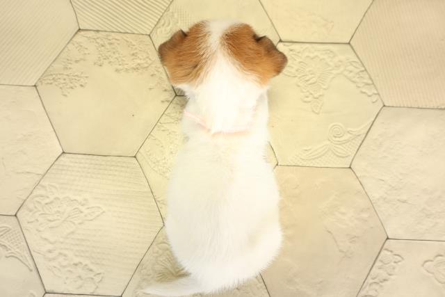 岐阜県のジャックラッセルテリア (Coo&RIKU岐阜店/2025年11月30日生まれ/女の子/タンホワイト)の子犬の4枚目の画像