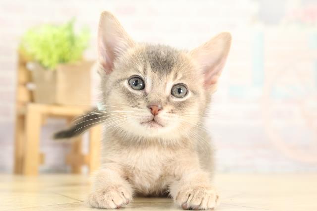 岐阜県のアビシニアン (Coo&RIKU岐南店/2025年11月28日生まれ/男の子/ブルー)の子猫の1枚目の画像