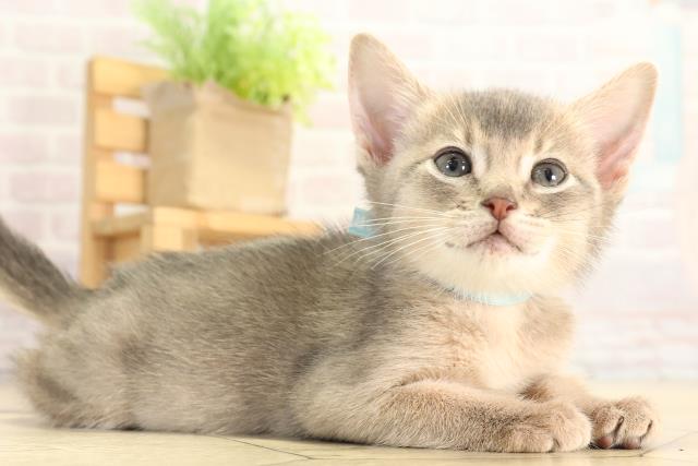 岐阜県のアビシニアン (Coo&RIKU岐南店/2025年11月28日生まれ/男の子/ブルー)の子猫の2枚目の画像