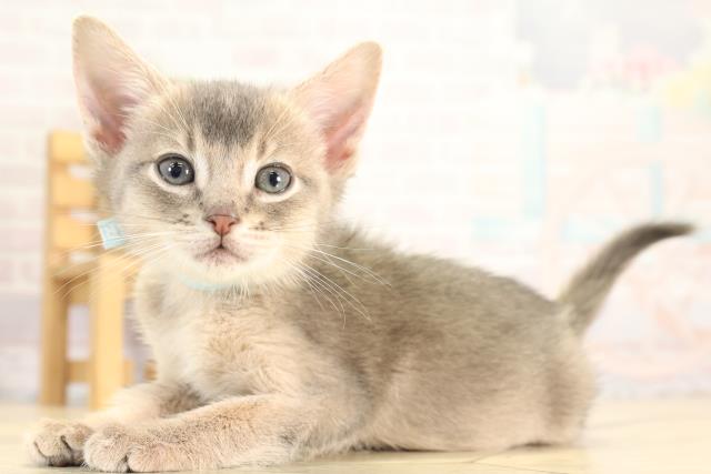岐阜県のアビシニアン (Coo&RIKU岐南店/2025年11月28日生まれ/男の子/ブルー)の子猫の3枚目の画像