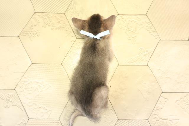 岐阜県のアビシニアン (Coo&RIKU岐南店/2025年11月28日生まれ/男の子/ブルー)の子猫の4枚目の画像