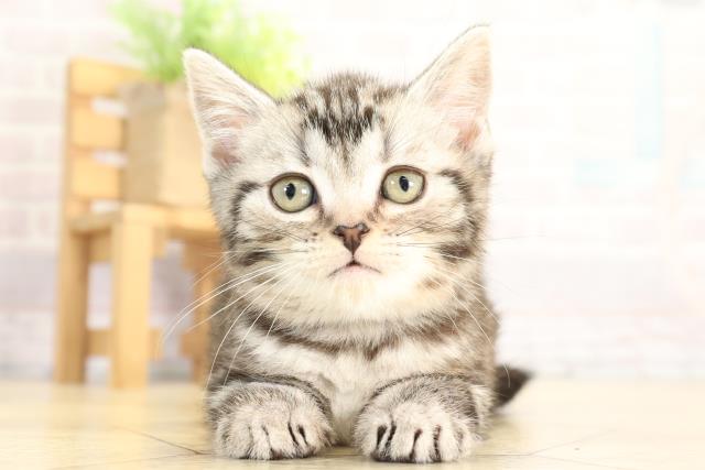 三重県のアメリカンショートヘアー (Coo&RIKU津高茶屋店/2025年11月25日生まれ/女の子/シルバータビー)の子猫の1枚目の画像