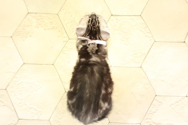 三重県のアメリカンショートヘアー (Coo&RIKU津高茶屋店/2025年11月25日生まれ/女の子/シルバータビー)の子猫の4枚目の画像