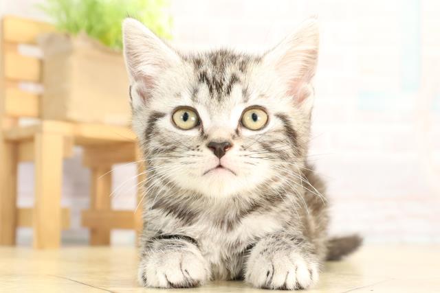 岐阜県のアメリカンショートヘアー (Coo&RIKU岐南店/2025年11月25日生まれ/女の子/シルバータビー)の子猫の1枚目の画像