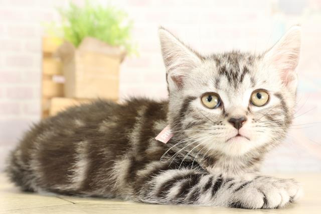 岐阜県のアメリカンショートヘアー (Coo&RIKU岐南店/2025年11月25日生まれ/女の子/シルバータビー)の子猫の2枚目の画像