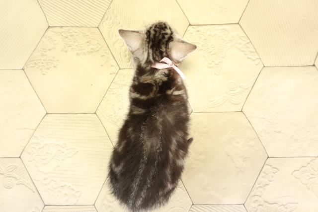 岐阜県のアメリカンショートヘアー (Coo&RIKU岐南店/2025年11月25日生まれ/女の子/シルバータビー)の子猫の4枚目の画像