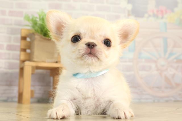 静岡県のチワワ(ロング) (Coo&RIKU富士店/2025年11月30日生まれ/男の子/クリームホワイト)の子犬の1枚目の画像