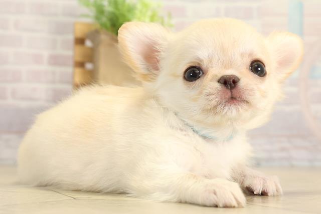 静岡県のチワワ(ロング) (Coo&RIKU富士店/2025年11月30日生まれ/男の子/クリームホワイト)の子犬の2枚目の画像