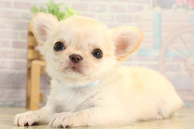 静岡県のチワワ(ロング) (Coo&RIKU富士店/2025年11月30日生まれ/男の子/クリームホワイト)の子犬の3枚目の画像