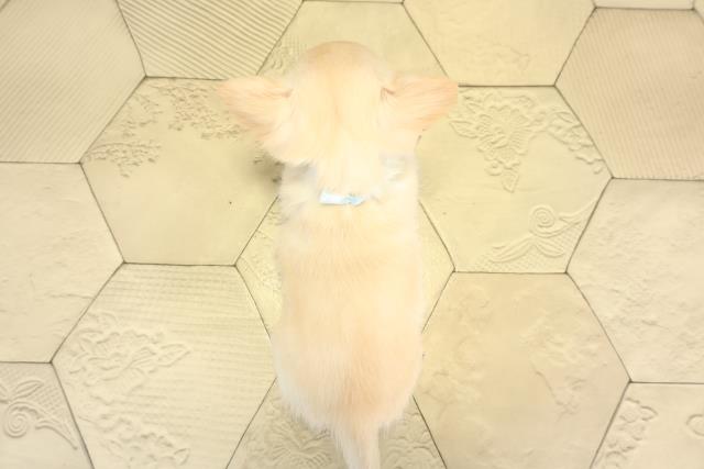 静岡県のチワワ(ロング) (Coo&RIKU富士店/2025年11月30日生まれ/男の子/クリームホワイト)の子犬の4枚目の画像