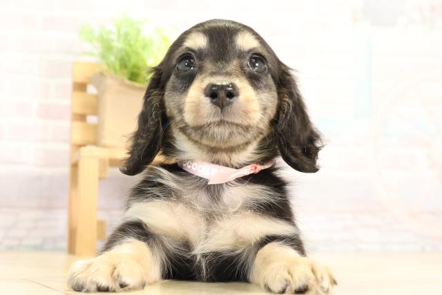 愛知県のミニチュアダックスフンド(ロング) (Coo&RIKU名古屋中川店/2025年11月27日生まれ/女の子/ブラックタン)の子犬の1枚目の画像