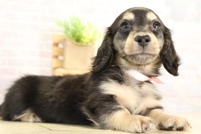 愛知県のミニチュアダックスフンド(ロング) (Coo&RIKU名古屋中川店/2025年11月27日生まれ/女の子/ブラックタン)の子犬の2枚目の画像