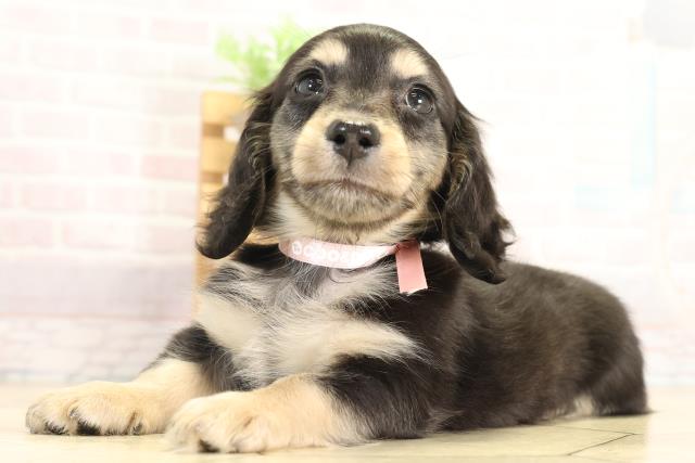 愛知県のミニチュアダックスフンド(ロング) (Coo&RIKU名古屋中川店/2025年11月27日生まれ/女の子/ブラックタン)の子犬の3枚目の画像