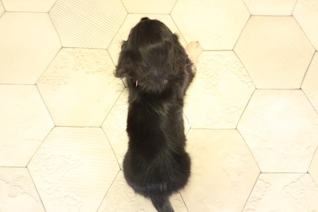 愛知県のミニチュアダックスフンド(ロング) (Coo&RIKU名古屋中川店/2025年11月27日生まれ/女の子/ブラックタン)の子犬の4枚目の画像