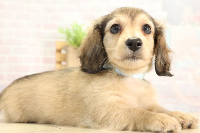 愛知県のカニンヘンダックスフンド(ロング) (Coo&RIKU東海一宮店/2025年11月26日生まれ/男の子/シェーデットレッド)の子犬の2枚目の画像