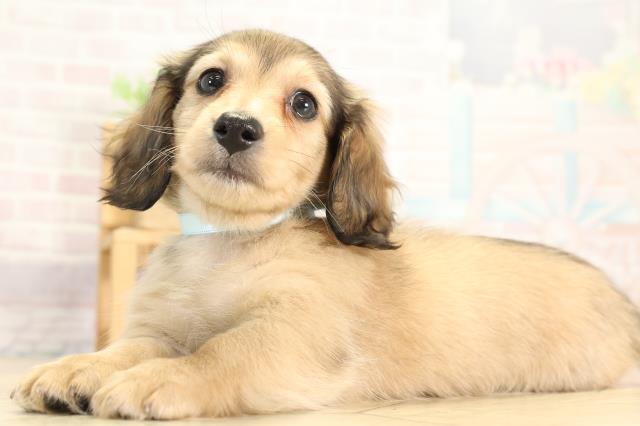 愛知県のカニンヘンダックスフンド(ロング) (Coo&RIKU東海一宮店/2025年11月26日生まれ/男の子/シェーデットレッド)の子犬の3枚目の画像