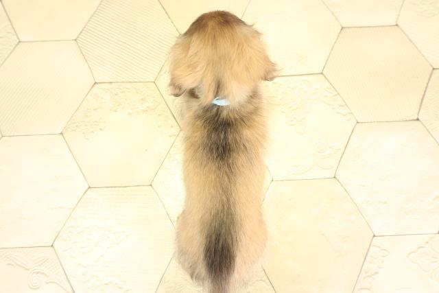 愛知県のカニンヘンダックスフンド(ロング) (Coo&RIKU東海一宮店/2025年11月26日生まれ/男の子/シェーデットレッド)の子犬の4枚目の画像