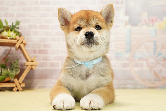 愛知県の柴犬(標準サイズ) (Coo&RIKU春日井店/2025年11月23日生まれ/男の子/赤)の子犬の1枚目の画像