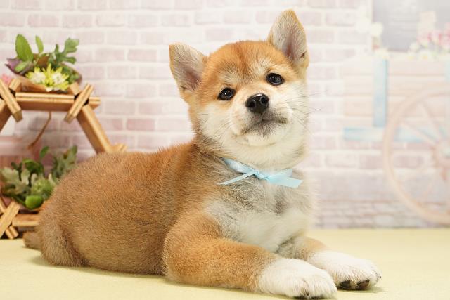 愛知県の柴犬(標準サイズ) (Coo&RIKU春日井店/2025年11月23日生まれ/男の子/赤)の子犬の2枚目の画像