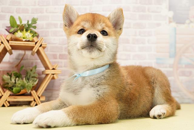 愛知県の柴犬(標準サイズ) (Coo&RIKU春日井店/2025年11月23日生まれ/男の子/赤)の子犬の3枚目の画像