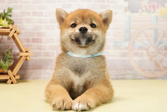 岐阜県の柴犬(標準サイズ) (Coo&RIKU岐南店/2025年11月23日生まれ/男の子/赤)の子犬の1枚目の画像