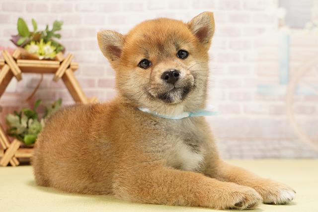 岐阜県の柴犬(標準サイズ) (Coo&RIKU岐南店/2025年11月23日生まれ/男の子/赤)の子犬の2枚目の画像