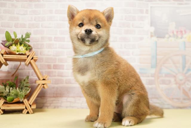 岐阜県の柴犬(標準サイズ) (Coo&RIKU岐南店/2025年11月23日生まれ/男の子/赤)の子犬の3枚目の画像