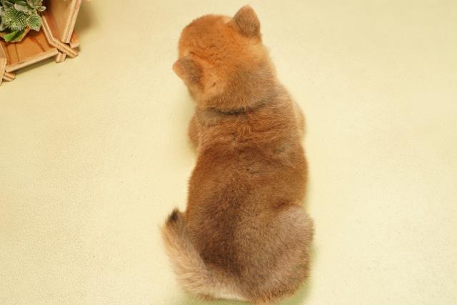 岐阜県の柴犬(標準サイズ) (Coo&RIKU岐南店/2025年11月23日生まれ/男の子/赤)の子犬の4枚目の画像