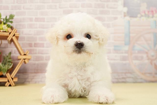 三重県のビションフリーゼ (Coo&RIKU津高茶屋店/2025年11月29日生まれ/男の子/ホワイト)の子犬の1枚目の画像