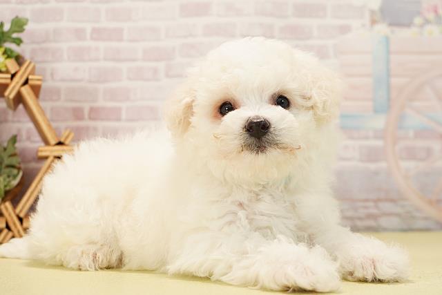 三重県のビションフリーゼ (Coo&RIKU津高茶屋店/2025年11月29日生まれ/男の子/ホワイト)の子犬の2枚目の画像