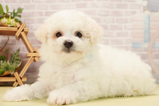 三重県のビションフリーゼ (Coo&RIKU津高茶屋店/2025年11月29日生まれ/男の子/ホワイト)の子犬の3枚目の画像