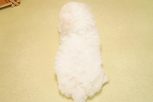 三重県のビションフリーゼ (Coo&RIKU津高茶屋店/2025年11月29日生まれ/男の子/ホワイト)の子犬の4枚目の画像